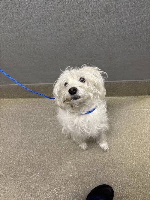 CECE - Poodle (Miniature) available for adoption