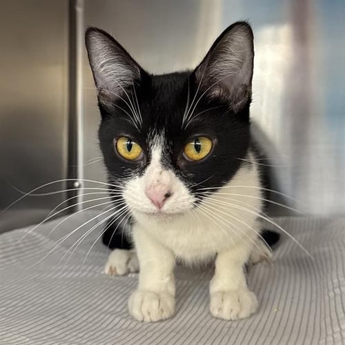 MOOKIE - Domestic Short Hair available for adoption