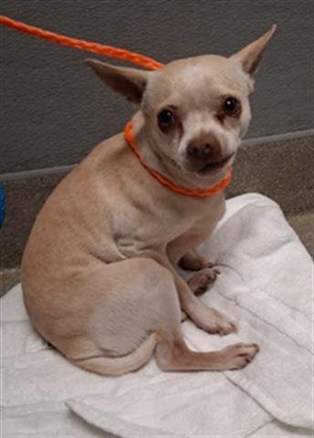 CHLOE - Chihuahua / Pug available for adoption