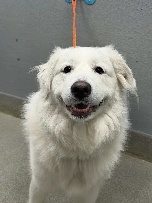*SMILEY Image