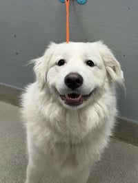 *SMILEY - Photo 1