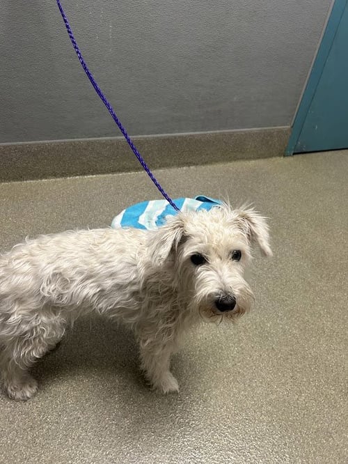 GUERA - Terrier available for adoption