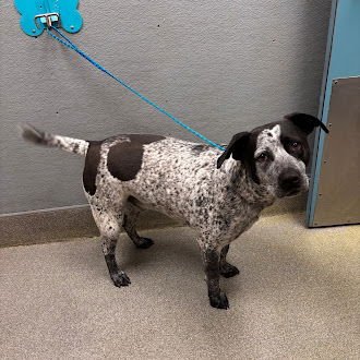 GOTS - Australian Cattle Dog/Blue Heeler available for adoption