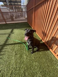 PRESLEY - Photo 1