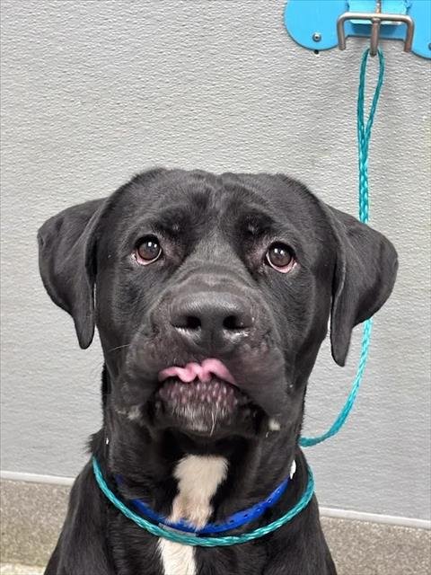 *JIM STONE - Cane Corso Mastiff available for adoption