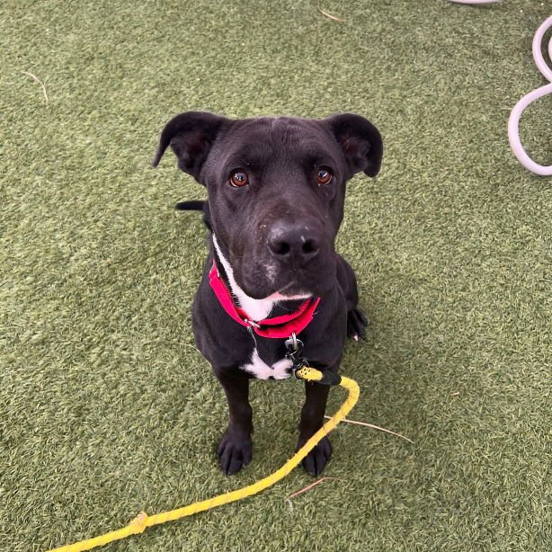 BUDS - Pit Bull Terrier available for adoption