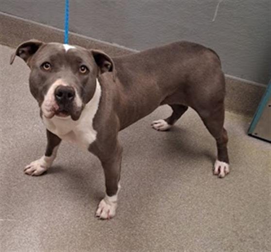 *WHISPER - Pit Bull Terrier available for adoption