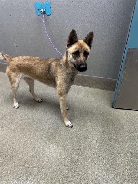 *RAVEN - German Shepherd Dog available for adoption