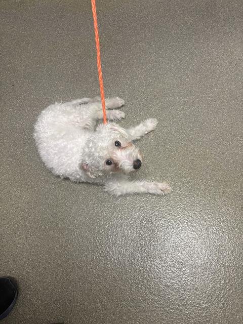 *HAN SOLO - Maltese available for adoption