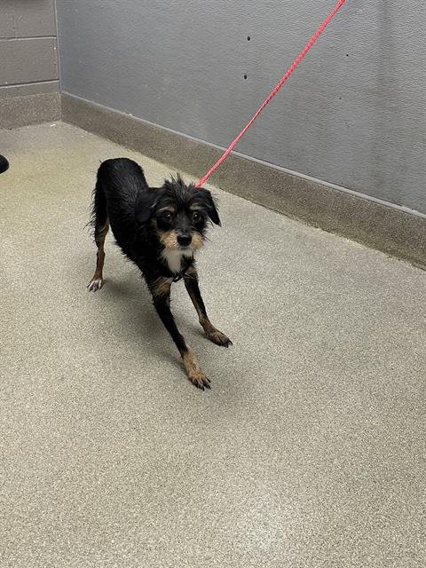 BEAU - Terrier available for adoption