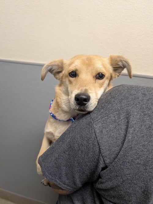 *ROSIE - Terrier / Chihuahua available for adoption