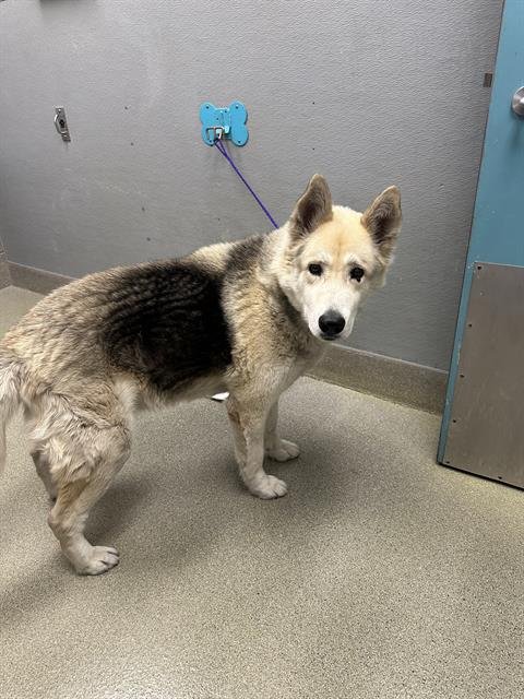 ALDO - German Shepherd Dog available for adoption