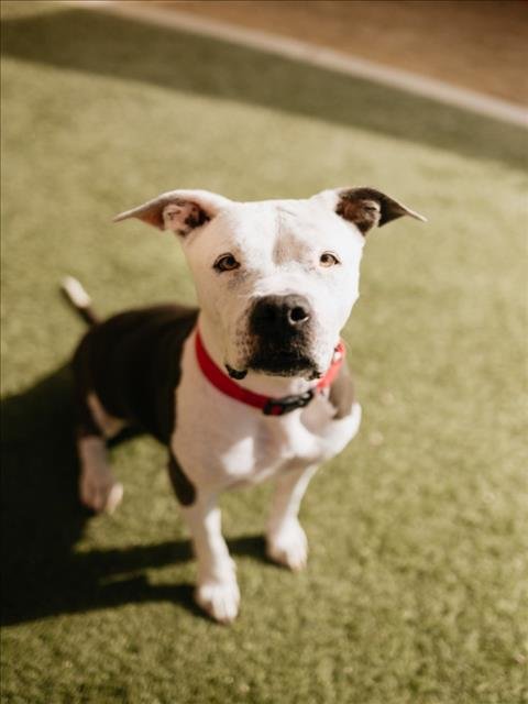 LOLA - Pit Bull Terrier for adoption in North Las Vegas