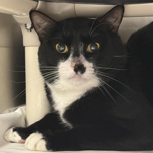 *TOBLERONE - Domestic Short Hair available for adoption