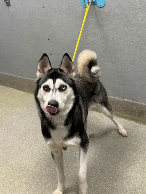 *DESTINY - Siberian Husky available for adoption