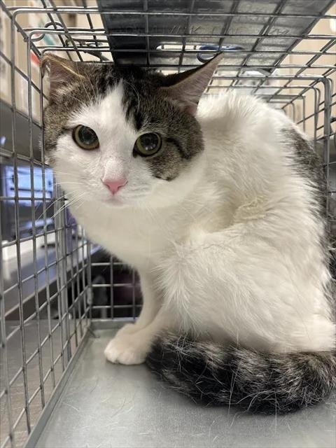 UZI - Domestic Short Hair available for adoption