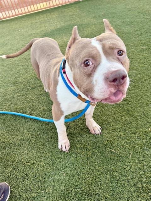 *MARTIN - Pit Bull Terrier available for adoption