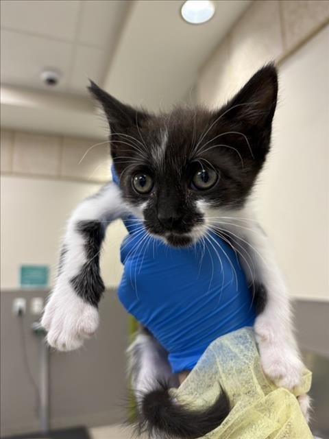 *ADRIAN - Domestic Short Hair available for adoption