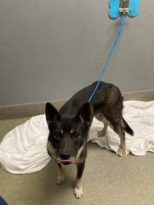 *GABBY - Collie available for adoption