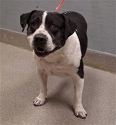 *ROSWELL - Pit Bull Terrier available for adoption