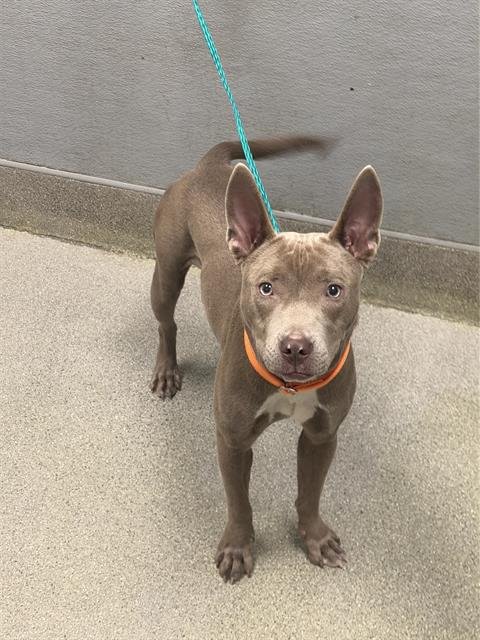 *POPPY - Pit Bull Terrier available for adoption