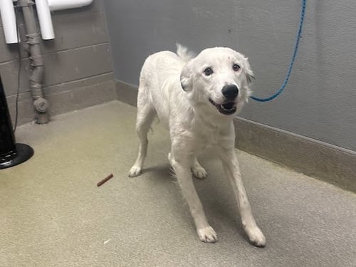 KASPER - Border Collie available for adoption