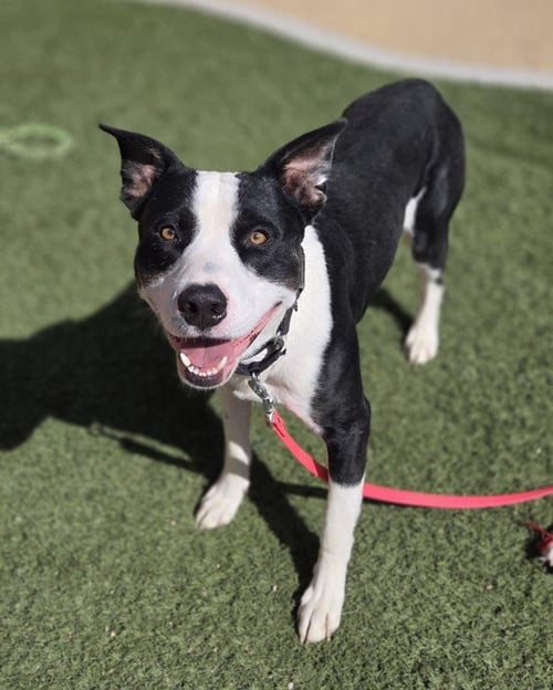 KING - Pit Bull Terrier available for adoption