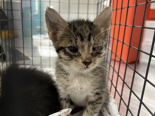 *GRACE - Domestic Short Hair available for adoption