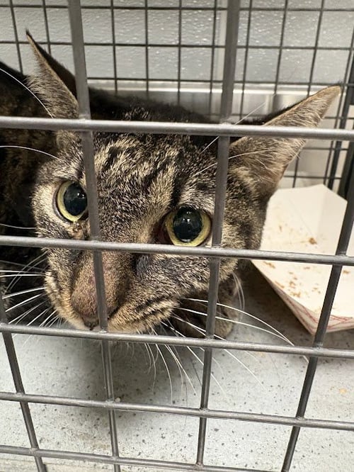 *MOLLY - Domestic Short Hair available for adoption