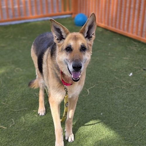 MAGGIE - German Shepherd Dog available for adoption