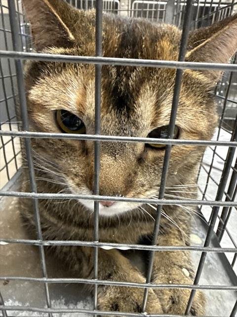 S'MORES - Domestic Short Hair available for adoption