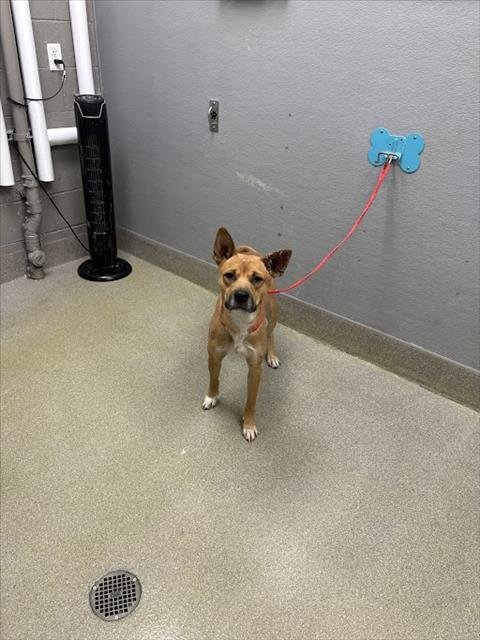 *LINUS - Shiba Inu available for adoption