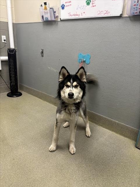 PRINCE - German Shepherd Dog available for adoption