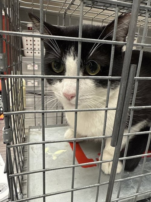 *DANNY - Domestic Short Hair available for adoption