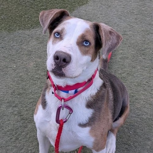 ATLAS - Pit Bull Terrier available for adoption