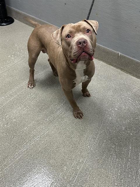 *BROWN SUGAH - Pit Bull Terrier available for adoption