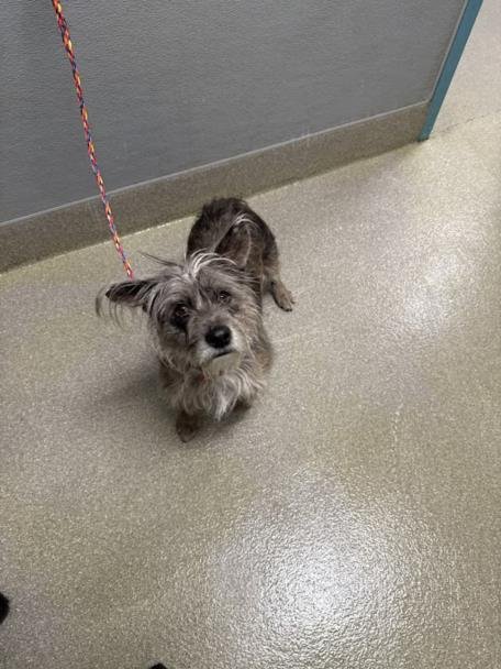 *LUNETTE - Cairn Terrier available for adoption