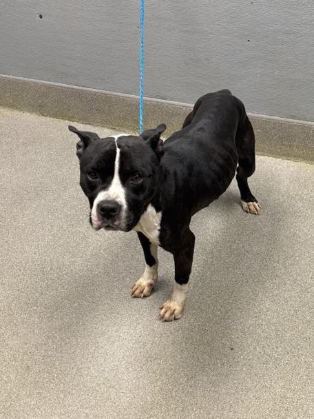 *OREO - Pit Bull Terrier available for adoption