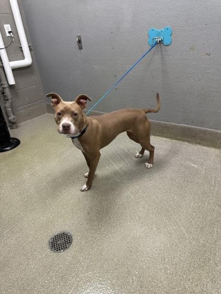 AUTUMN - Pit Bull Terrier available for adoption