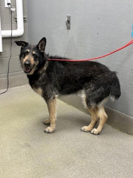 *ZUCCHINI - German Shepherd Dog available for adoption