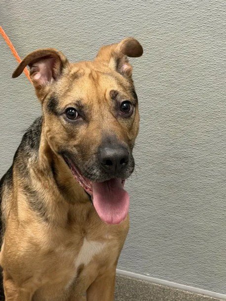 MUFFIN - Pit Bull Terrier available for adoption