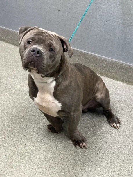 *HUNK-A-BURNIN' LOVE - Pit Bull Terrier available for adoption