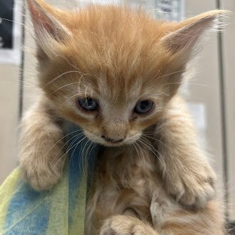 A1417179 - Domestic Short Hair available for adoption