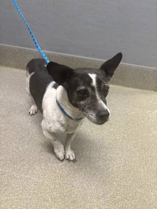 LUNA - Chihuahua available for adoption