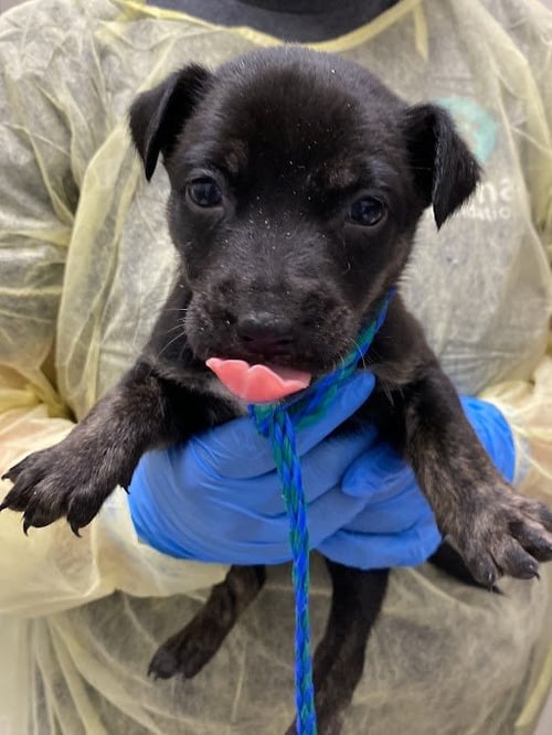 *NOELANI - Pit Bull Terrier available for adoption