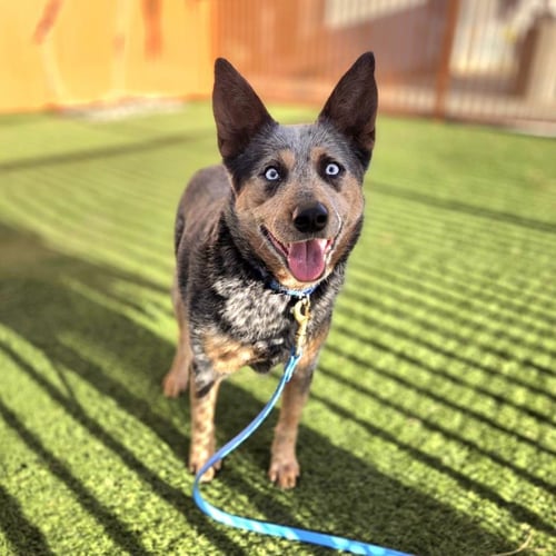 *MAXIMUS - Australian Cattle Dog/Blue Heeler available for adoption