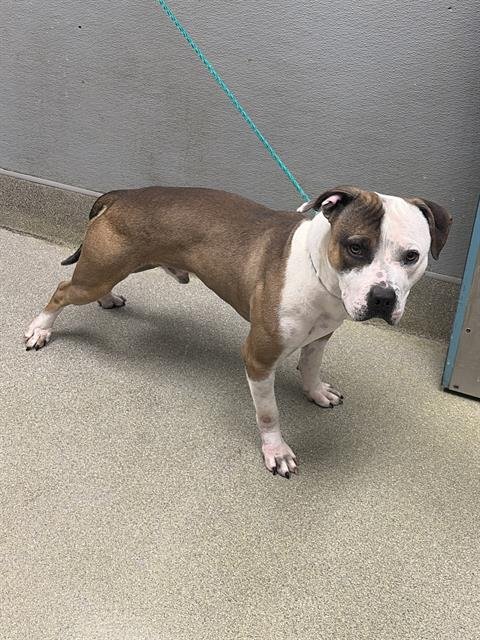 *TUGBOAT - Pit Bull Terrier available for adoption