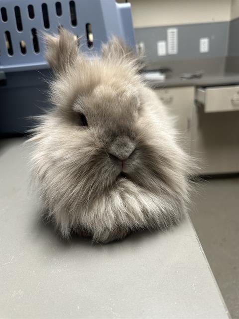 DIFFEN - Shorthaired Rabbit available for adoption
