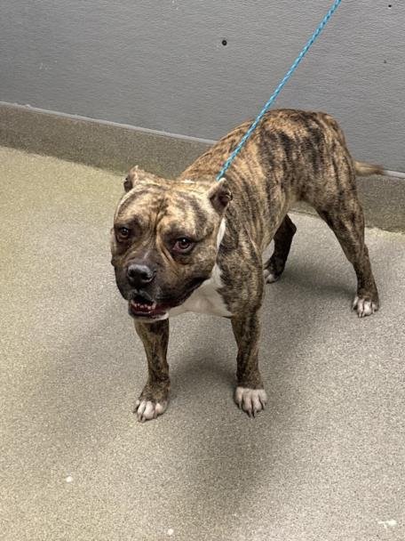 *RICK GRIMES - Pit Bull Terrier available for adoption