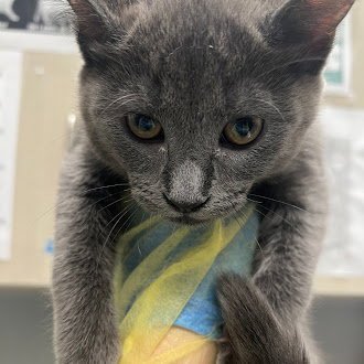 *JINU - Domestic Short Hair available for adoption